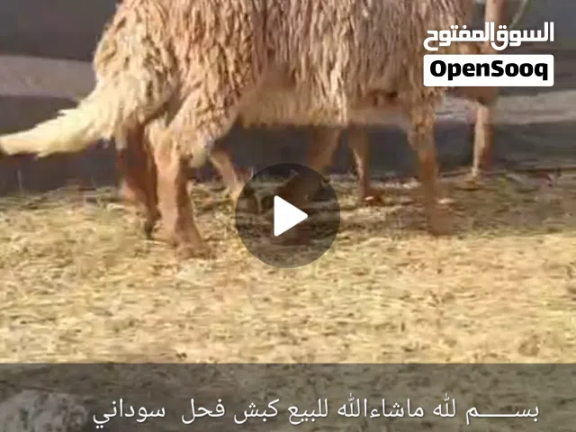 للبيع كبش فحل سوداني سواكن ماشاءالله تبارك الرحمان
