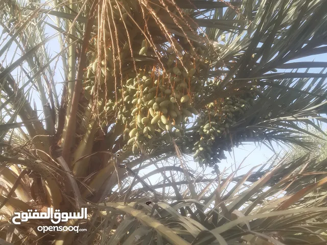 فصائل نخيل أحجام كبيرة للبيع انواع مختلفه