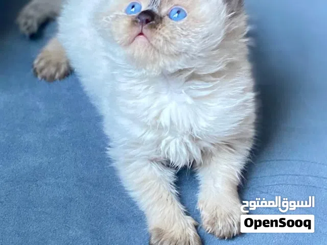 Adorable seal point ragdoll kittens