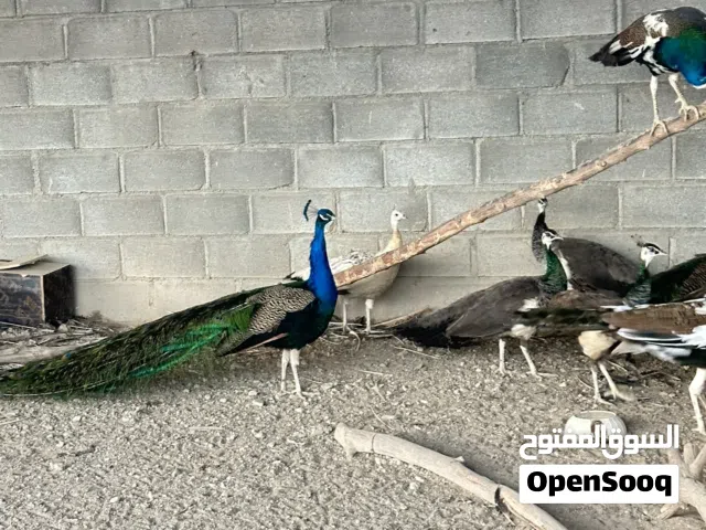 للبيع مجموعه ازواج طاؤوس منتجات