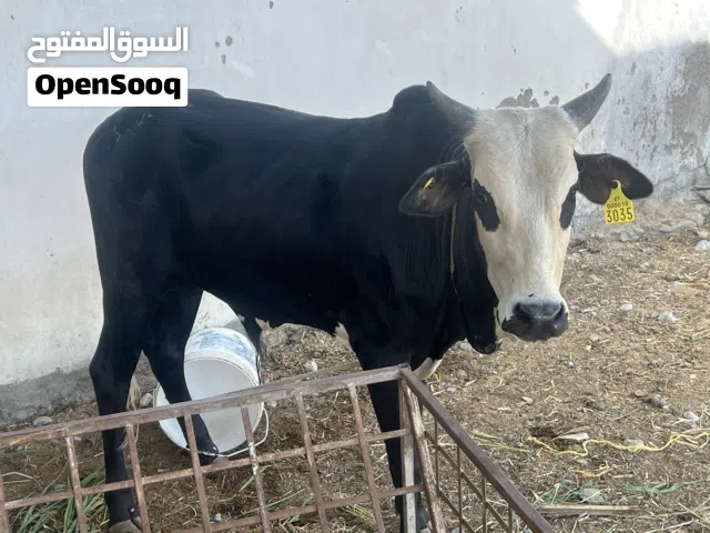 ثور اثيوبي مطعوم