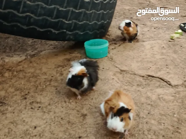 هامستر للبيع