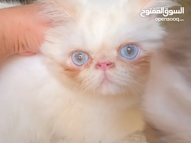 2ايناث وذكر بيكي فيس