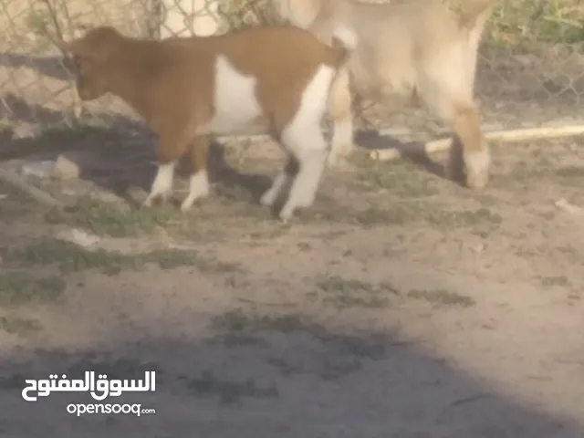 زوز جديان كرديات اللبيع