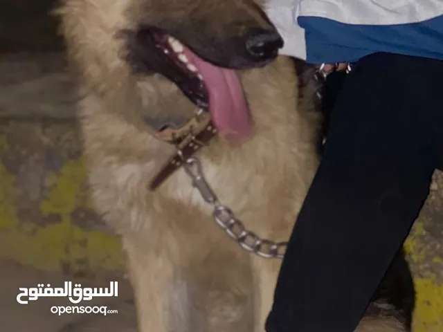كلب جيرمان بيور العمر سنة و شهرين ذكر شرس