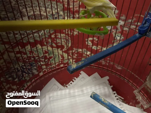 كناري للبيع