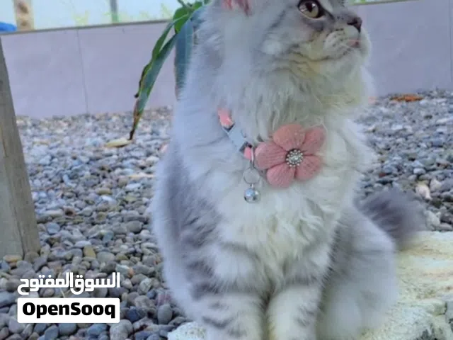 قطه شيرازيه
