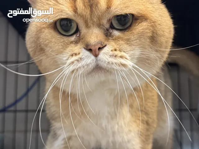 قط للبيع بسبب كثرة القطط عندي