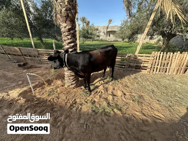 السلام عليكم لاستفسار