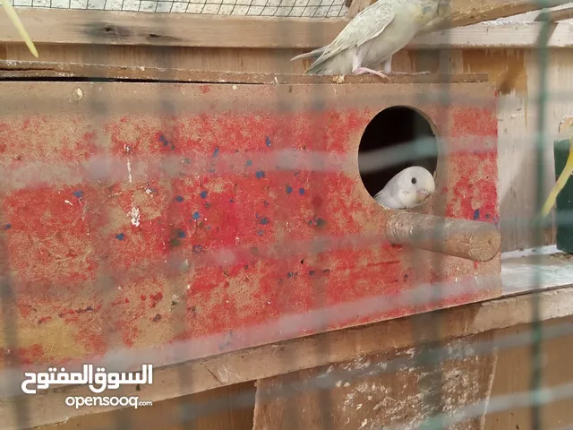 قطه نثيه اللبيع
