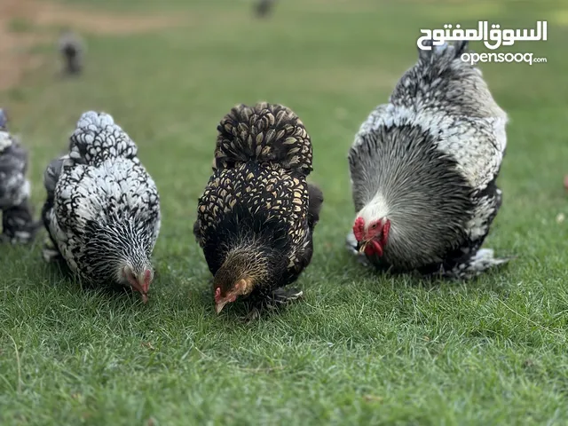 انتاجات دجاج البراهما من اندر الالوان لون السبرايت