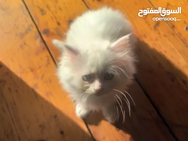 white Persian blue eyes kitten
