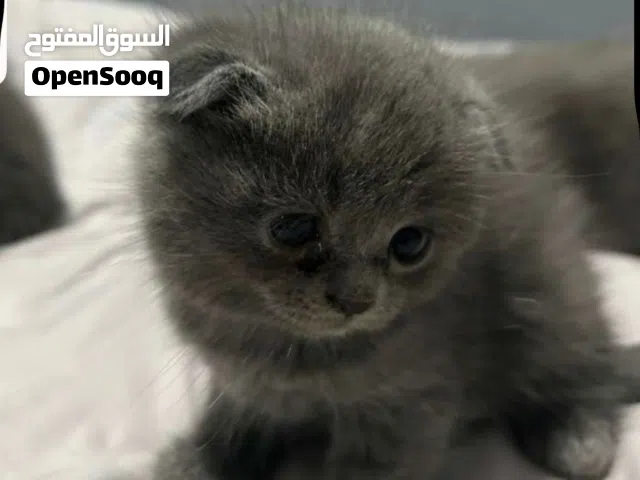 مطلوب كتن ( ذكر ) للتبني