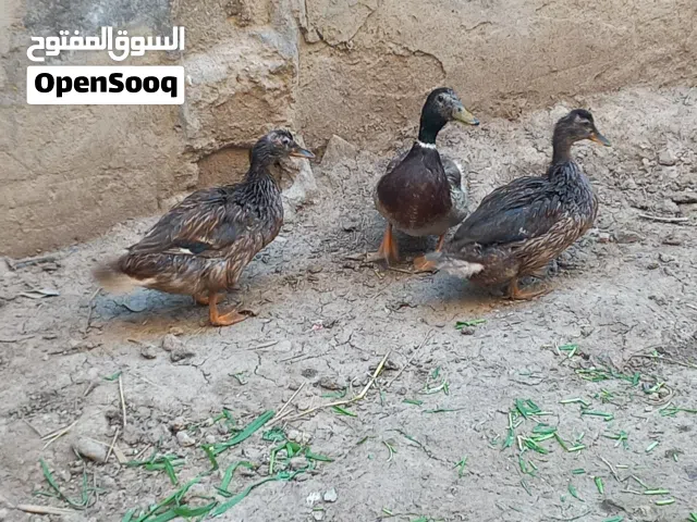 خضيريات  الشراي يتصل