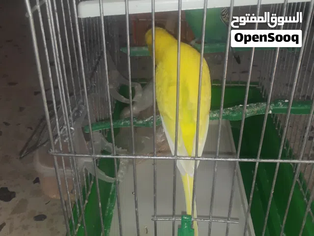 عصفير للبيع أنكليزيه