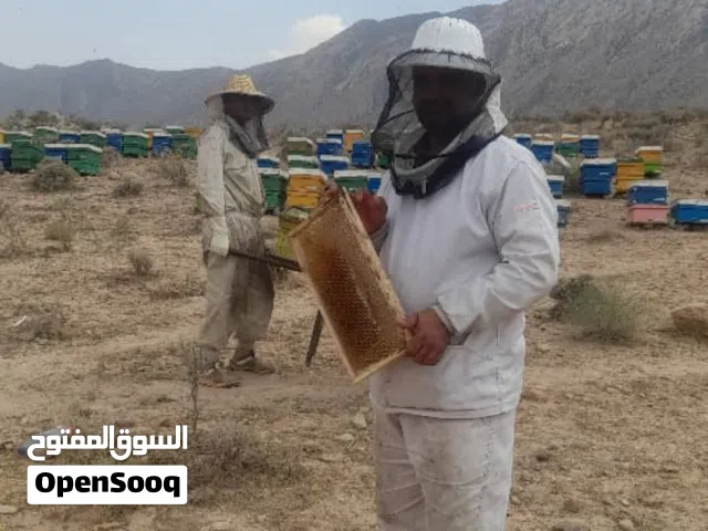 عسل طبیعی طبي