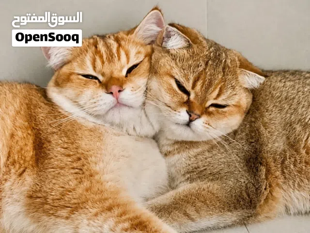 قطط للبيع الوصف