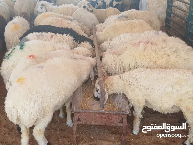 Sheeps for Eid al adha availables