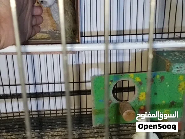 طيور حب زوج وبناتهن وياهن وقفص مثل ما موضح بالصور