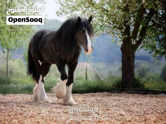 خيول شير نادرة للبيع