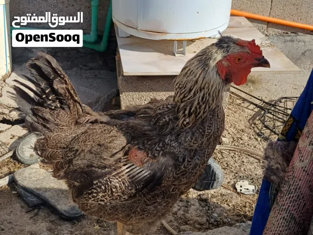 بيع دجاجة