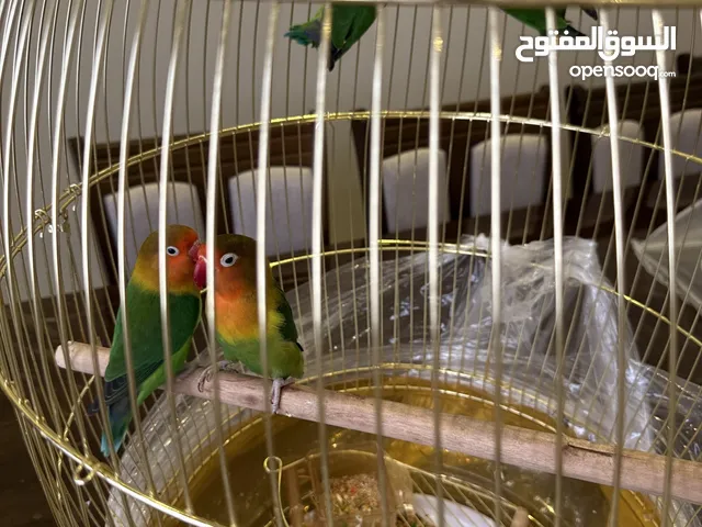 لوف بيرد (Fischer’s Lovebird)