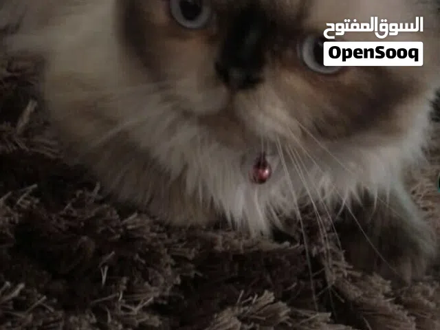 قطة همالايا