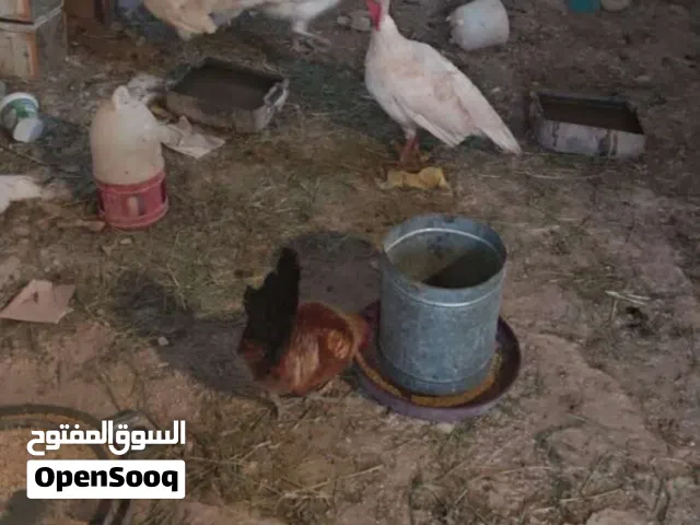 متاح 7بيضات حبش هولندي مخصب