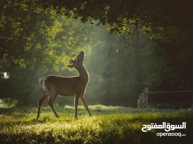 مطلوب كلب للتبني