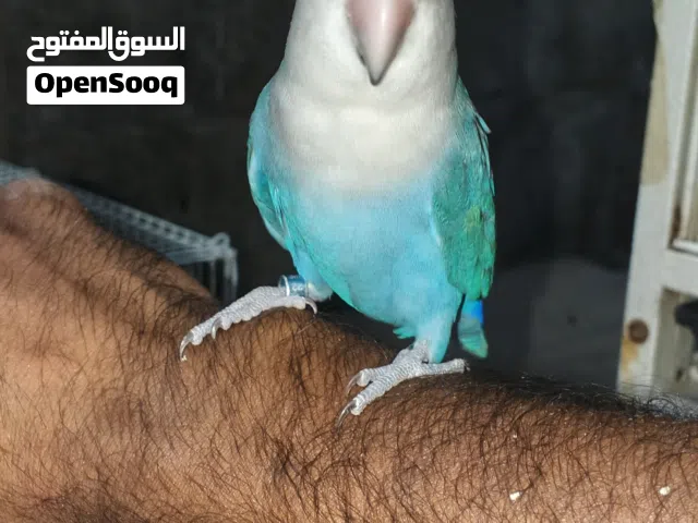 Very friendly pair of Lovebirds for sale  Both birds are hand friendly, sit on hands, shoulders