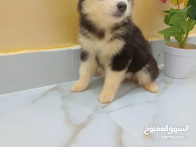 جرو هاسكي بيور للبيع