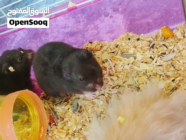 هامستر اعمار صغيره