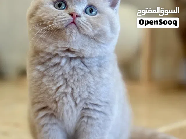 British shorthair kittens
