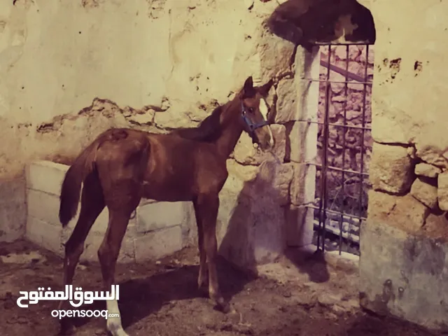 خيل عربيه للبيع