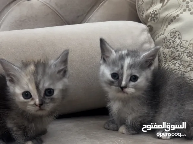 Scottish Munchkin Kittens قطط مانشيكن قزم سكوتش