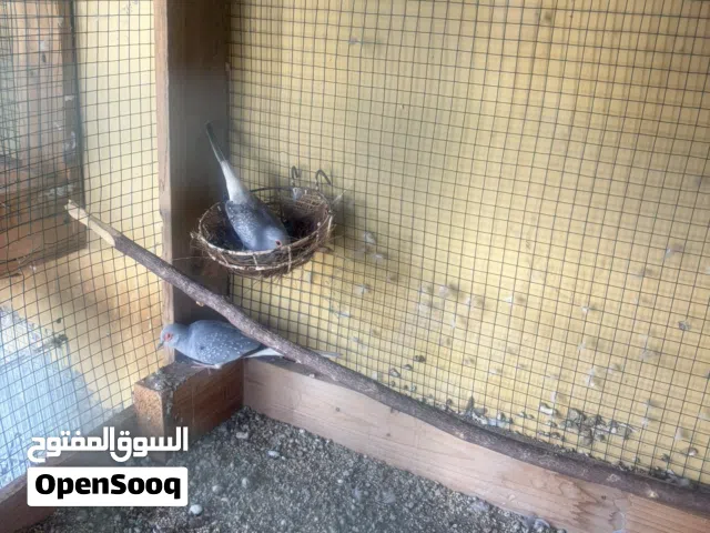 للبيع جميع التفاصيل في الاعلان