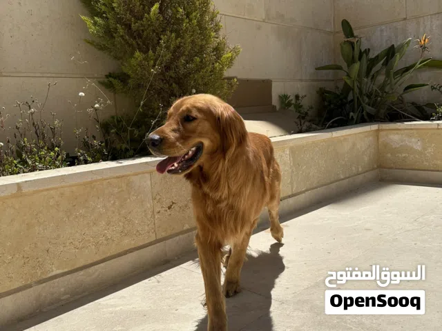 Golden retriever