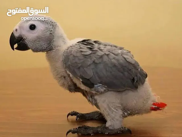 فرخ كاسكو للبيع لمحبين التميز