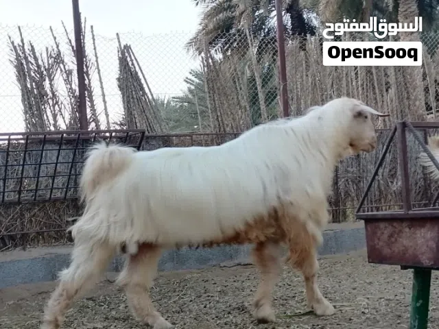 فحل من حلال الجبل الأخضر الأصيل