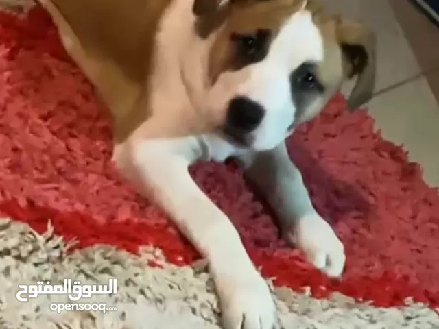 نتاية بيتبول تقليب عالى