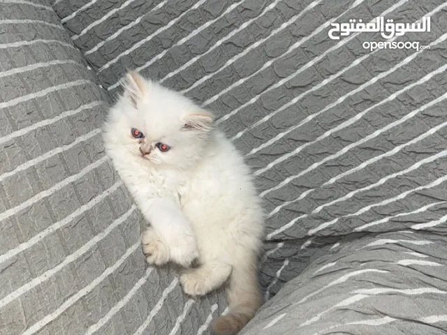 “قطة شيرازي بيضاء راقية بعيون زرقاء سماوية – أنوثة وبراءة في حيوان واحد!”