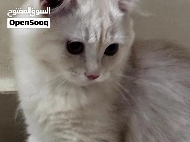 3 cats kitten for sale mother is angora turkey father is scotch fold and negot
