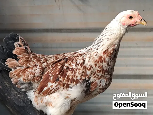البيع السعر