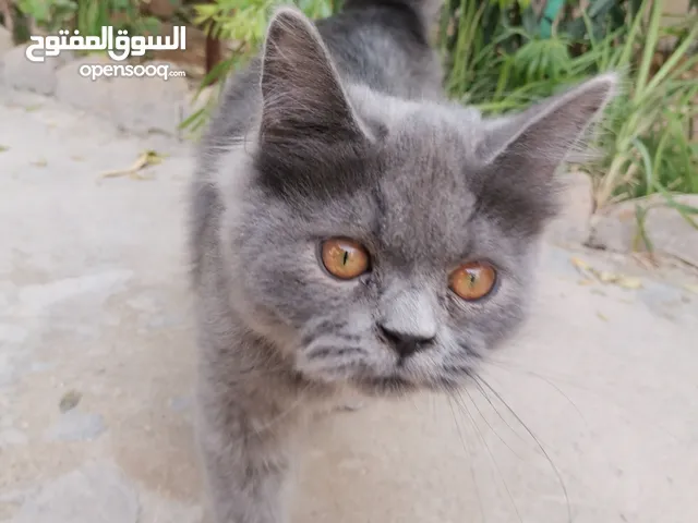 قطط شيرازي عدد2للبيع نظيفات لعوبات سعر 50 الف مكان ناصريه مركز