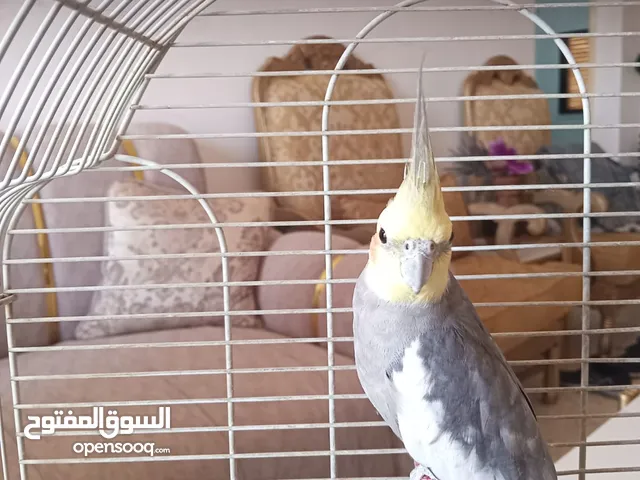 ببغاء كوكاتيل ذكر اليف