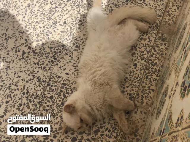 قطة هملايا للبيع