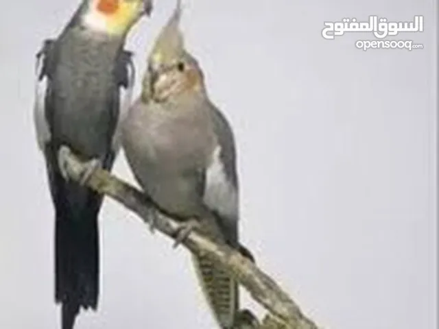 أربع فرخ كوكتيل نهاية فطم هدد جوز كوكتيل منتج تحتهن بيض اهل الفراخ الربعه