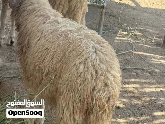 كباشه للبيع