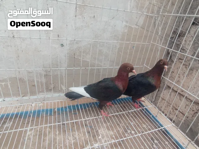 حمام سلفر عنابي