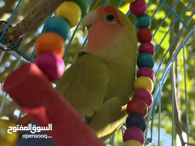 زوج روز رد فيس محلي مع البيض، التفاصيل ف الوصف